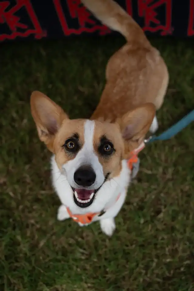 A corgi in a bandana at the show